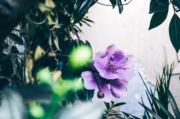 Focus Photography of Purple Flower