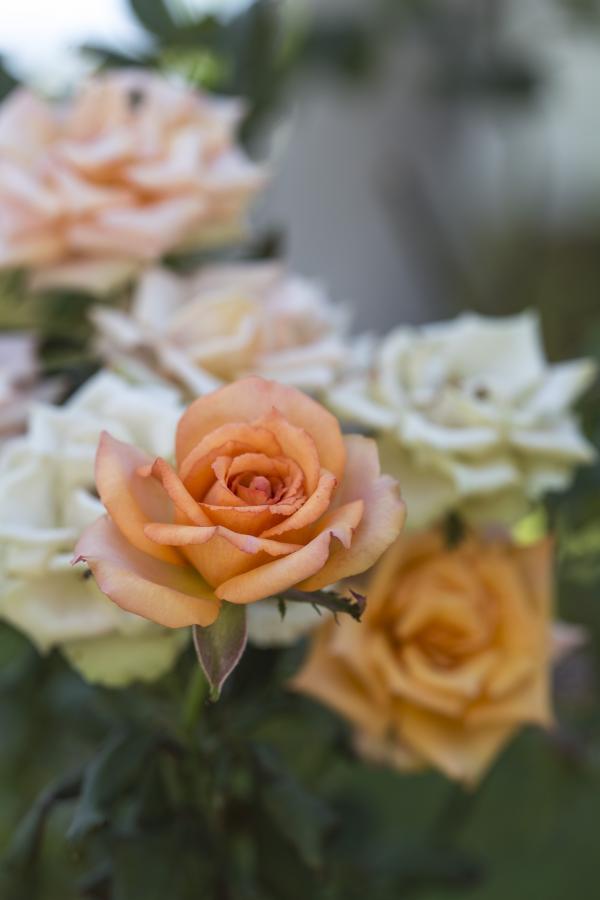Focused Photography of Peach Flower