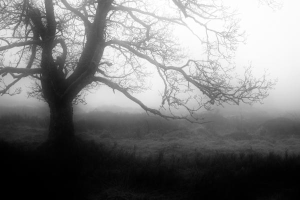 Fog