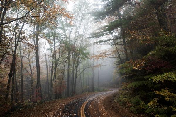 Fog in the Woods