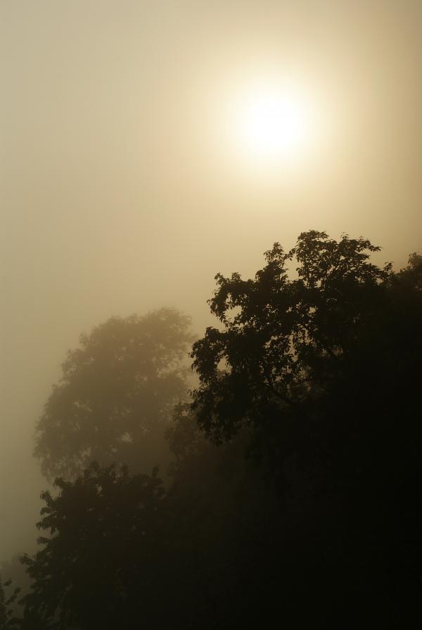 Foggy