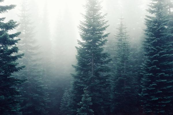 Foggy