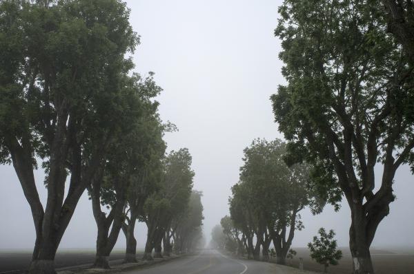 Foggy