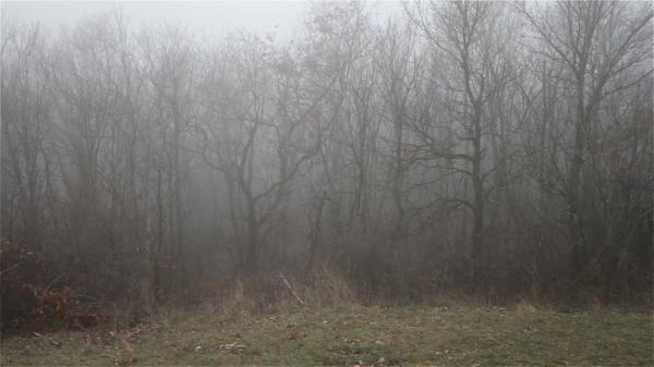 Foggy Forest