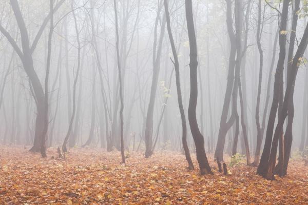 foggy forest