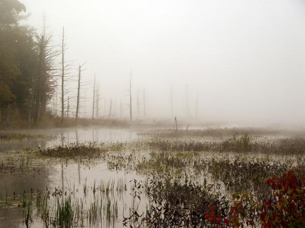 Foggy Swamp