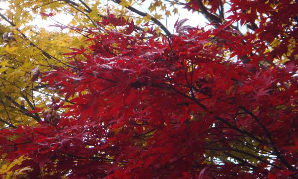 Foglie rosse