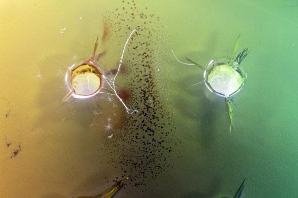 Food Safety Antigen Antibody Test