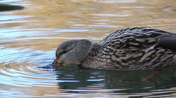 Food seeking swan