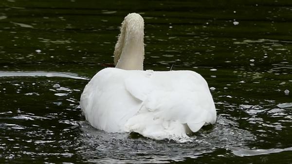 Food seeking swans