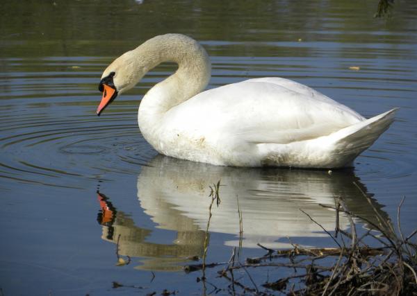 Swan