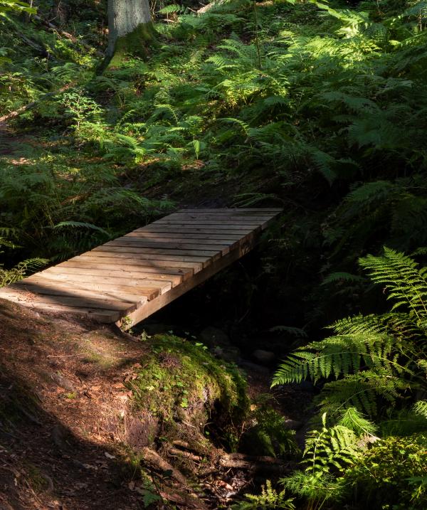 Footbridge and ferns in Gullmarsskogen ravine 1