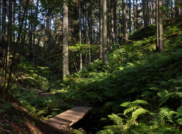 Footbridge and ferns in Gullmarsskogen ravine 2