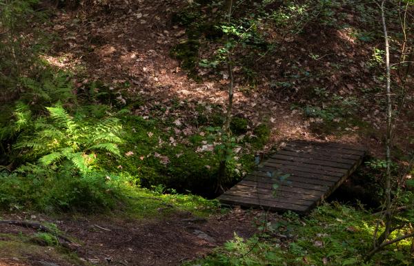 Footbridge and ferns in Gullmarsskogen ravine