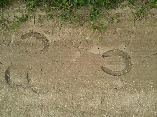 Footprint of a horse