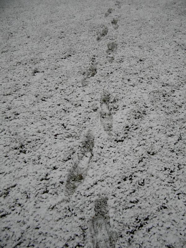 Footprints in the Snow