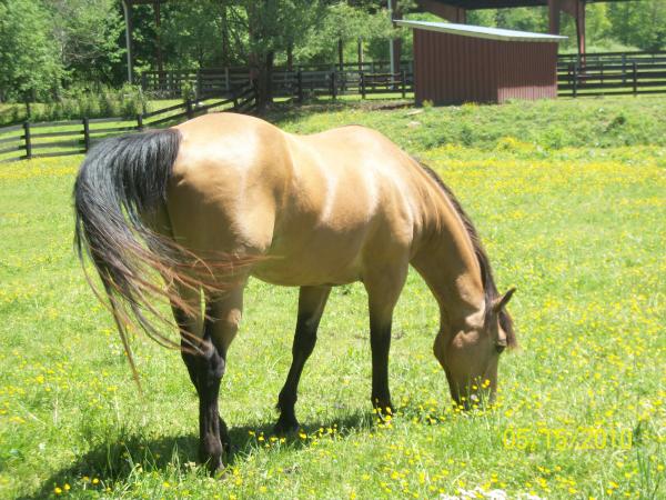 For The Love Of Horses