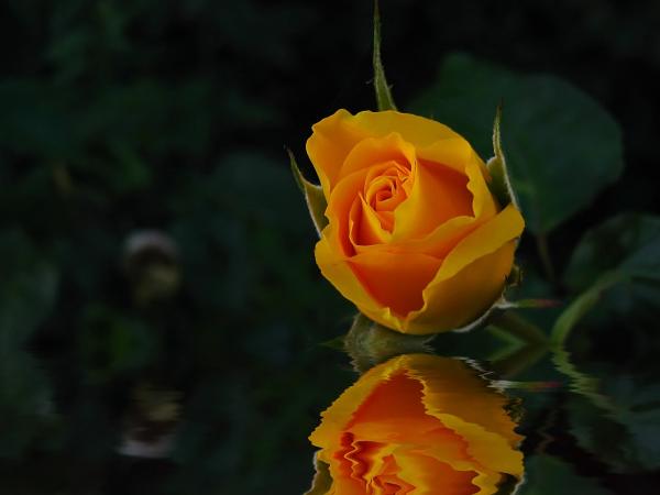 For You