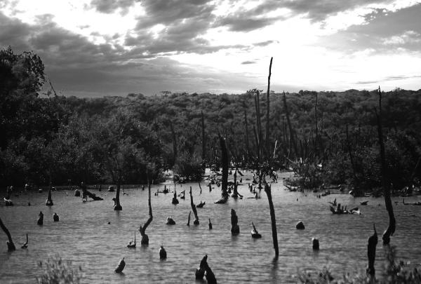 Forbidden swamp