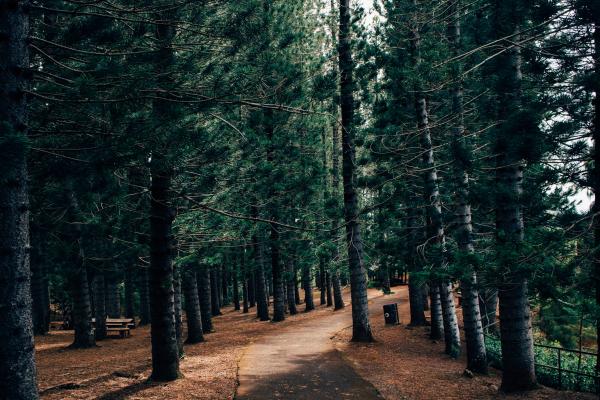 Forest