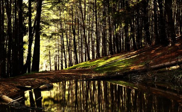 Forest