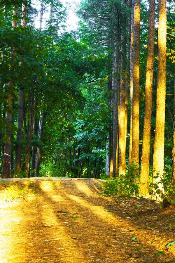 forest