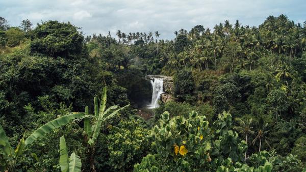 Tropical Forest
