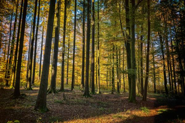 Wood landscape