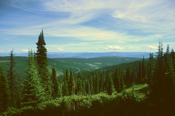 Forest