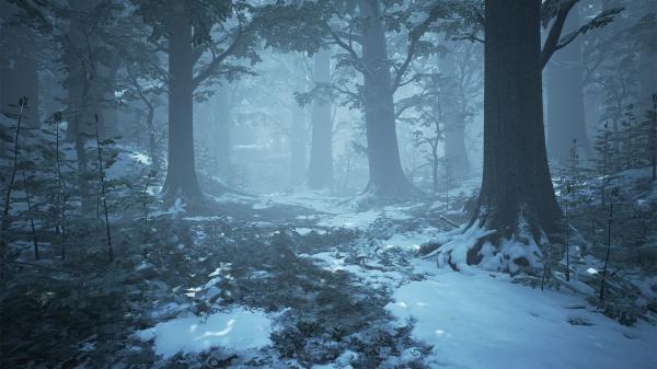 winter forest