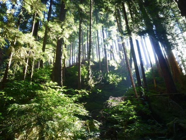 Forest