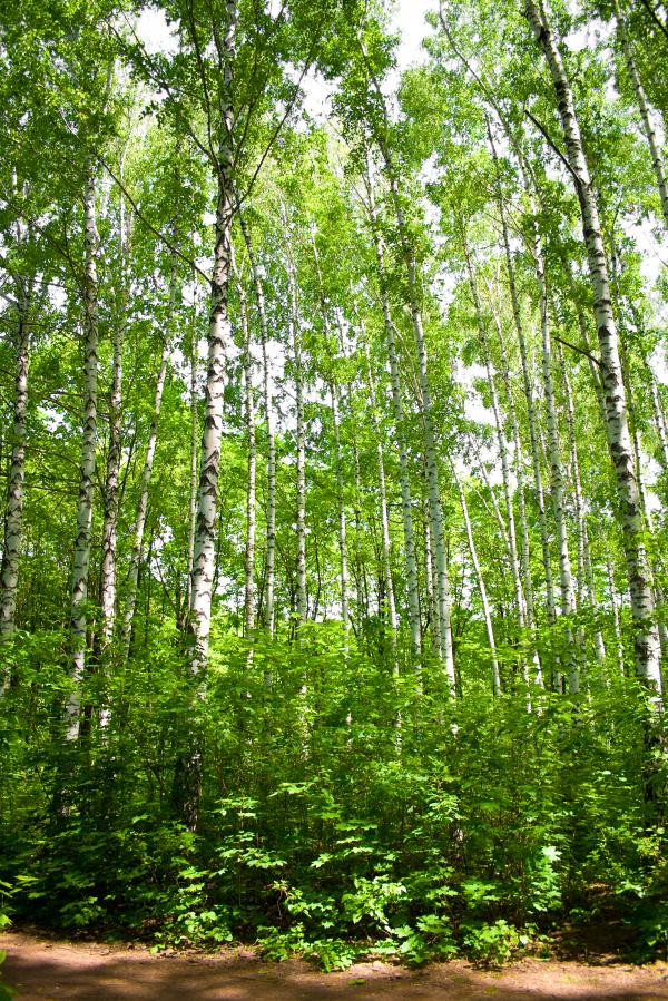 forest