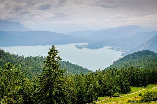 Forest and Body of Water Photograph