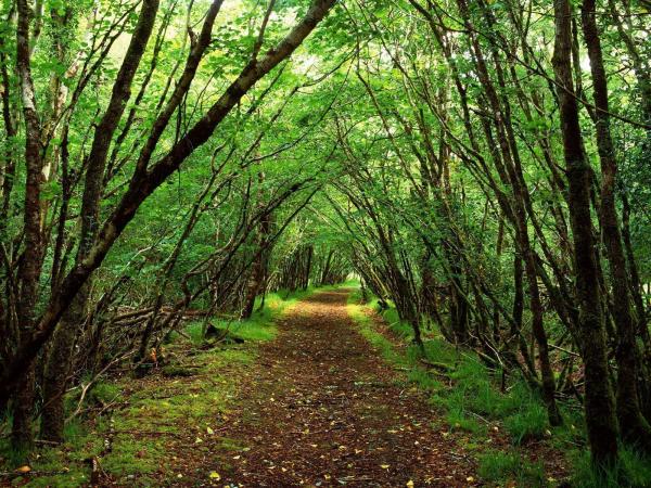 forest background