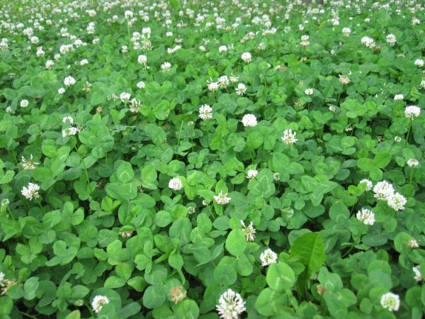 Forest Clover