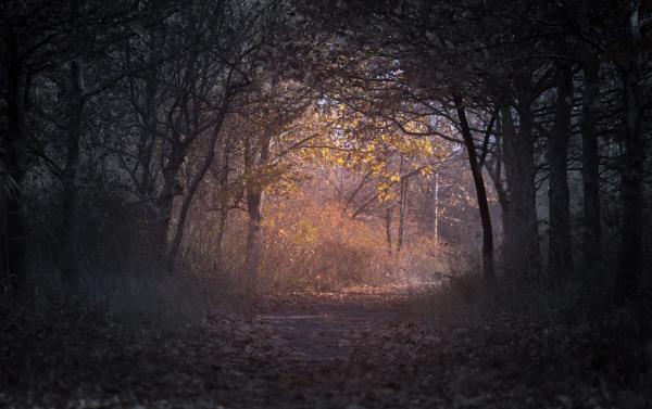 Forest during Dawn