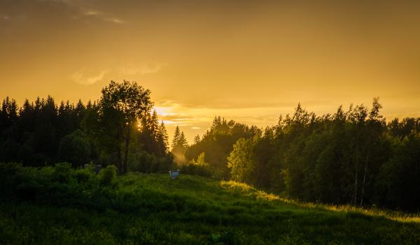 Forest During Sunset