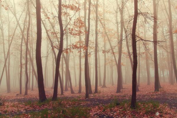 Forest fog