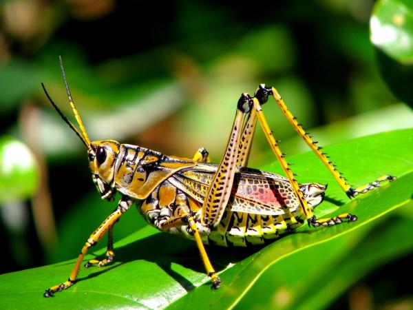 Wild Grasshoppers