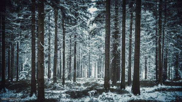 Winter forest