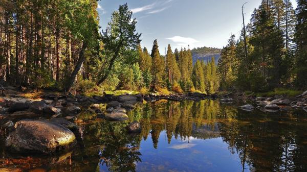 Forest lake
