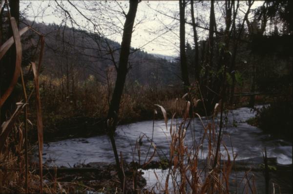 Forest landscape