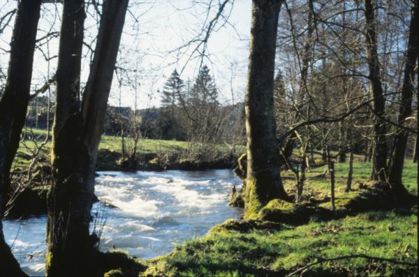 Forest landscape