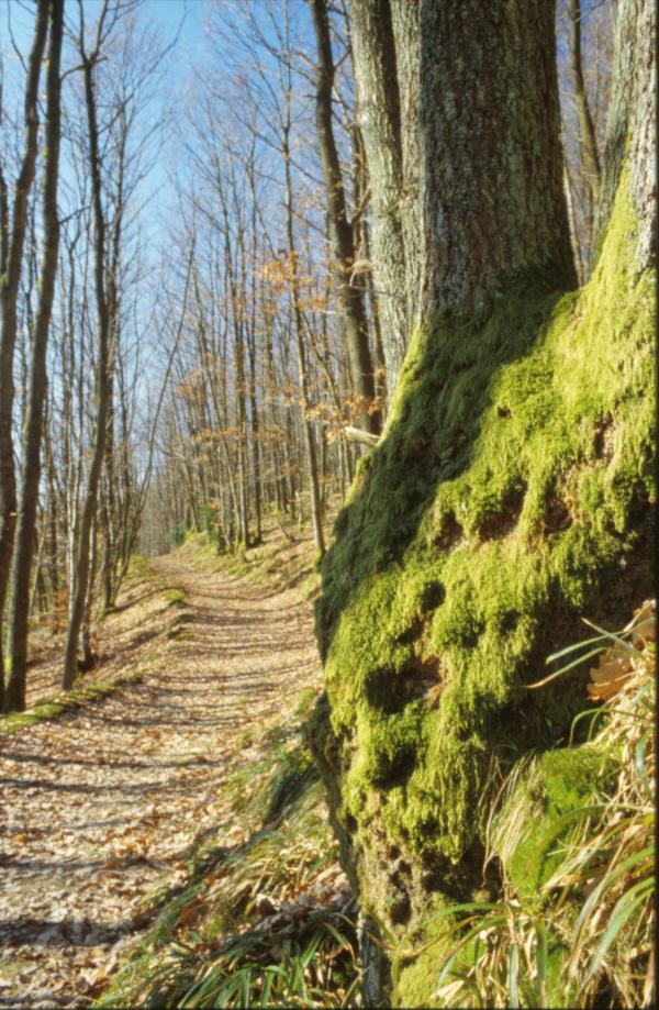 Forest landscape