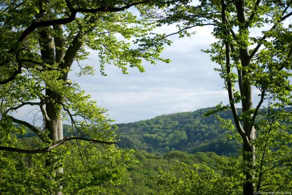 Indian Forest Landscape