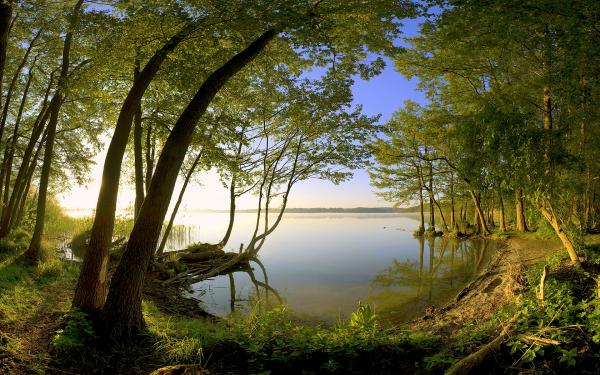 Forest Landscape