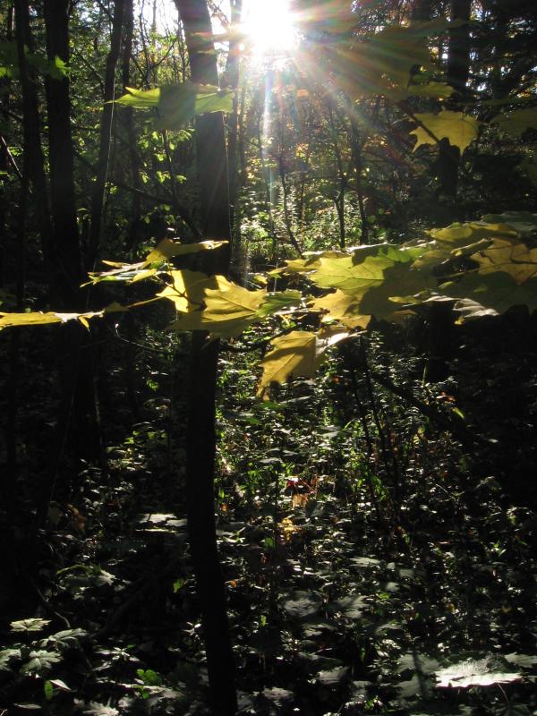 Forest Light