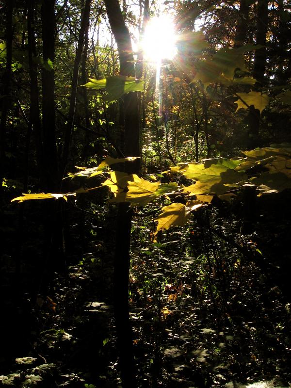 Forest Light