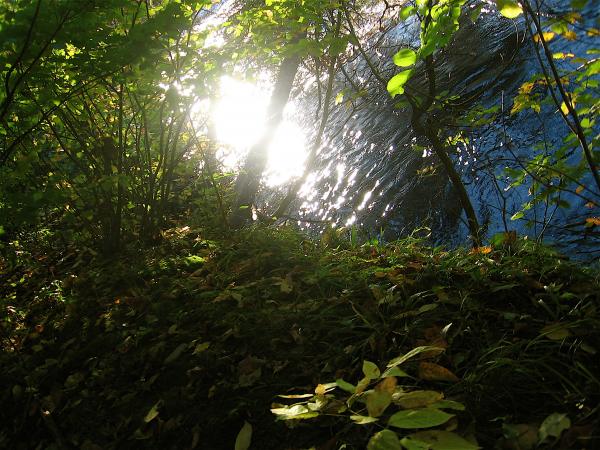Forest Light