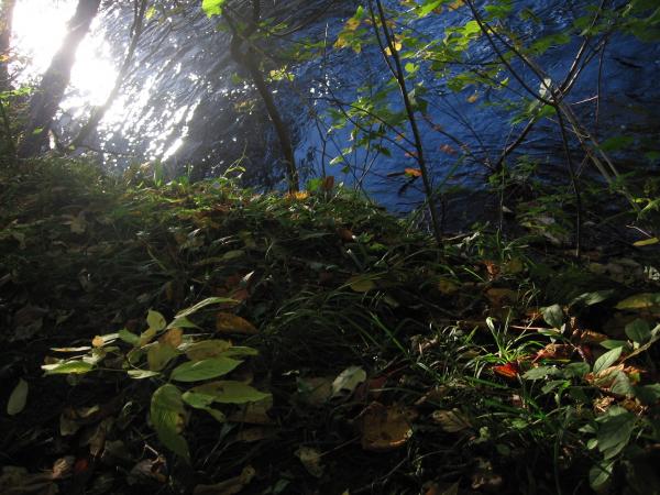 Forest Light